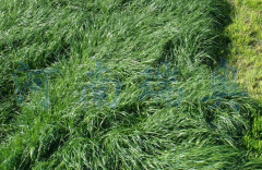 牧草烘干機(jī)在烘干過(guò)程中需要注意的一些問(wèn)題